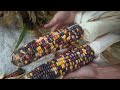 Giant Indian Corn Harvest! What Amazing Colors Will We Get?