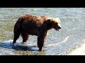 2013 0727 Katmai National Park: Brown Bear Eating Salmon at Brooks Falls