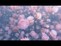 My Surreal Swim With Millions of Jellyfish (Jellyfish Lake, Palau)