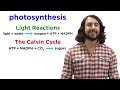 Photosynthesis: Light Reactions and the Calvin Cycle