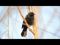 Red-winged blackbird call / song / sounds