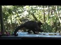 #10- not CAT, not DOG PETs, WILD MONKEY AT MY HOUSE