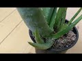 How to Grow Large Aloe Vera Leaves Everytime