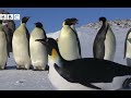 i secretly made a Club Penguin nature documentary