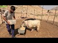 Family breakfast with local bread and natural honey: feeding goats, sheep and dogs in nomadic life