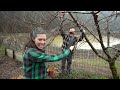 You're (Probably) Killing Your Fruit Trees | Winter Pruning