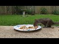 Video for Cats and Dogs - Squirrels and Birds