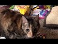 Update Vlog: March 2024 plus RIP, Clara #vlog #cat