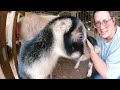 Breezy's Kid Day! (Some Assistance Required) | Goat Birth VLOG