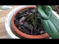 The Strongest Organic Fertilizer! Orchids Grow Fast And Bloom After 1 Night