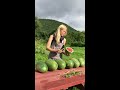 How to Tell When Your Watermelon is Ripe!