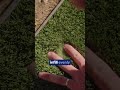 How to install turf ☀️