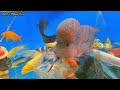 Video tổng hợp cá cảnh đẹp, động vật dễ thương, cá la hán khổng lồ, cá chạch bông, bạch tuộc