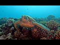 Diving Tahiti 3 pitons: clown & turtle 1min