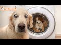 These Golden Retrievers Will Make You Laugh Your HEAD OF
