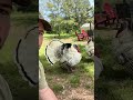 A Day With The Turkeys (AWESOME GOBBLING & DRUMMING FOOTAGE)