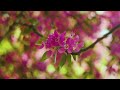 Stunning Springtime Bloom & Nature Sounds - 8K Relaxing Ambience of Spring Flowers