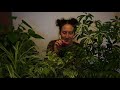 ASMR Plant Pampering 🌿 Natural Leafy Sounds, Pruning, Dusting & Misting