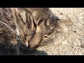 Cat on a moderately warm concrete driveway