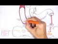 Bilirubin Metabolism