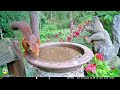 The squorrels and birds on the birdbath 🩵🐿️🐿️🦜🐦