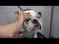 Why English Bulldogs are THE BEST (and the worst)