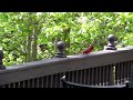 Cardinal2