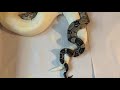 Episode 165 Boa breeding update 11/11/20