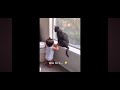 Try not to laugh 😂😂😂||Funniest Videos of animals 😂😂😂