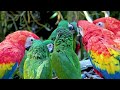 AROUND THE WORLD ANIMALS - 4K (60FPS) ULTRA HD - Scenic Film With Nature Sounds