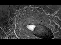 Viewer Discretion Advised | RIP Sweet Little Baby DH16 Dale Hollow Eagle Cam
