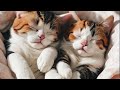 Relaxing Cat Music For Calming - Relaxation, Deep Sleep Stress Relief kediler için rahatlatıcı müzik