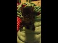 Kitten Progress Documentary #1