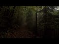 Hiking Through Dark Woods on Autumn Foggy Day | Virtual Hike, Fog, Meditation, Stress-relief