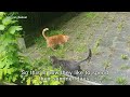 Playful cats stalking each other
