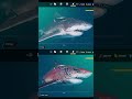 MANEATER | ALL SHARKS EVOLUTION [2023]