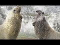 Playtime for Young Kea Birds | Frozen Planet II | BBC Earth
