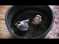 文鳥の水浴び（2013.7.9）