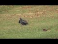 Bobcat & Turkey Vulture