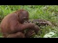 Top 10 Best Orangutan Jungle School Videos 🤩 Smithsonian Channel