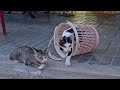 Funny 🐈 Cats and kittens vs Dinosaurs 🦕How to cute animals