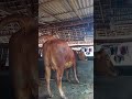 si denok ,indukan limousin di ib brahman, bunting 9bulan