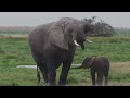 Baby elephant misbehaves and gets left behind | Spy in the Wild - BBC