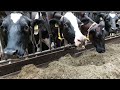 De koeien kunnen NIET MEER naar buiten... | Wat eten ze nu??? | Boer Gerrit vlogt