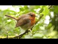 Inquisitive robin redbreast