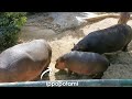 Zoo di Fasano, un meraviglioso incontro con gli animali che arrivano da tutto il mondo