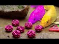 Menangkap Ikan Glofish, Ikan Mas Koki, Ikan lele | Memasak Primitif - Stop Motion ASMR