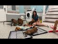 Playtime for 7 week old Goldendoodle Puppies - Live Q&A