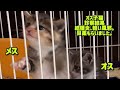 放置されていた野良猫子猫/保護２日目　#保護猫 #子猫