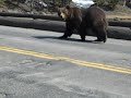 Close Encounter With a Grizzly Bear at Yellowstone Park